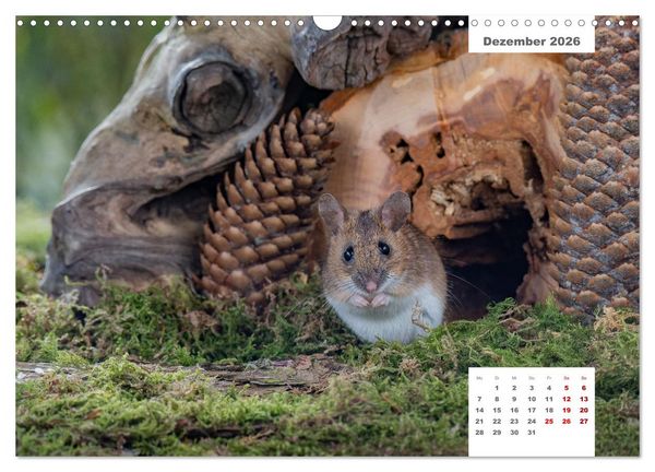 Produktbild: Zwei Tierfotografen Zw&ouml;lf Highlights (Wandkalender 2026 DIN A3 quer), CALVENDO Monatskalender