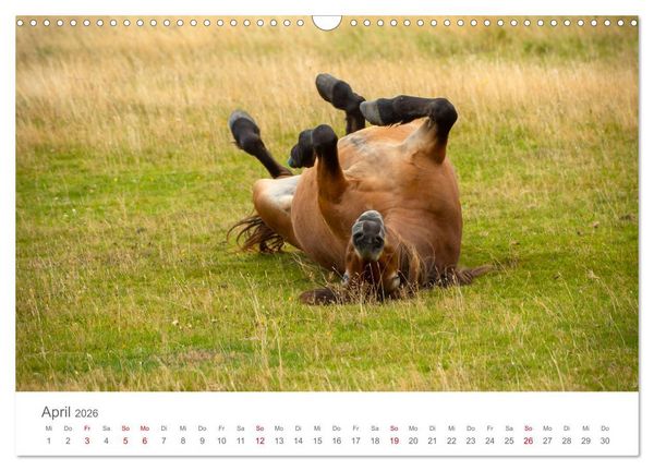 Produktbild: Exmoor Ponnys - Die letzten Ihrer Art (Wandkalender 2026 DIN A3 quer), CALVENDO Monatskalender