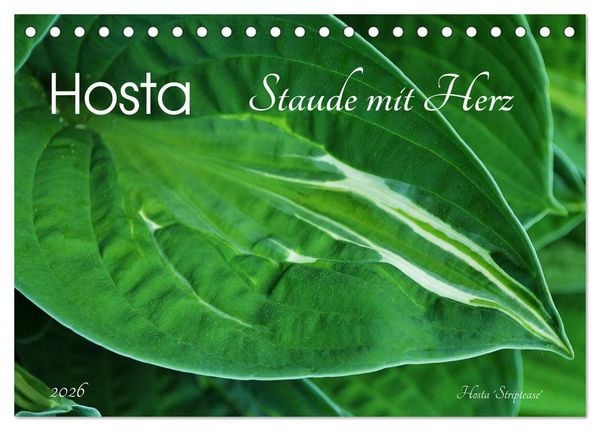 Produktbild: Hosta Staude mit Herz (Tischkalender 2026 DIN A5 quer), CALVENDO Monatskalender