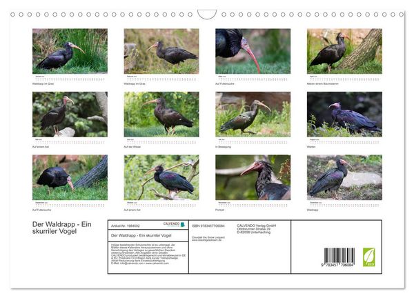 Produktbild: Der Waldrapp - Ein skurriler Vogel (Wandkalender 2026 DIN A3 quer), CALVENDO Monatskalender