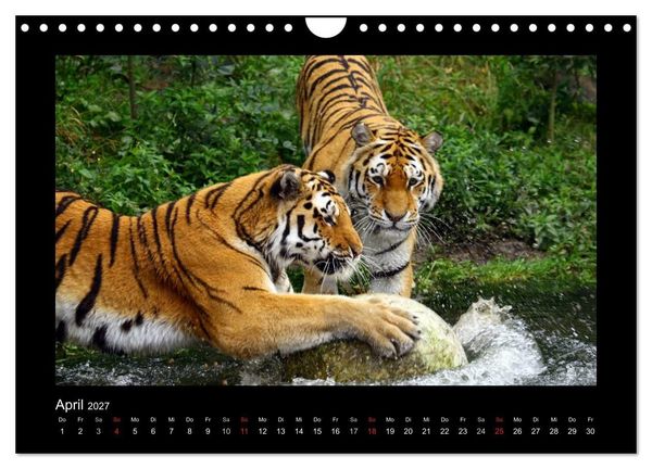 Produktbild: Welt der Katzen - Tiger (Wandkalender 2027 DIN A4 quer), CALVENDO Monatskalender