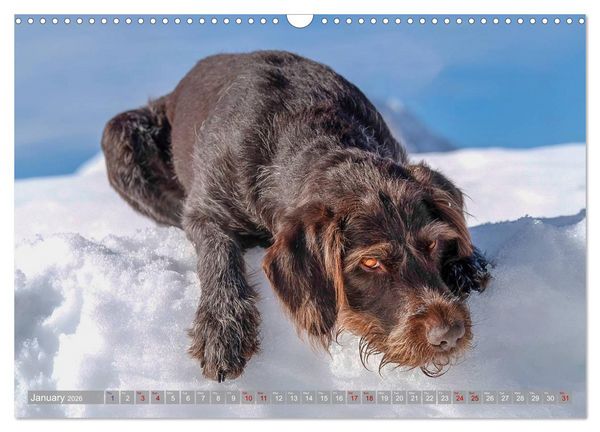 Produktbild: Pointer Power (Wall Calendar 2026 DIN A3 landscape), CALVENDO 12 Month Wall Calendar