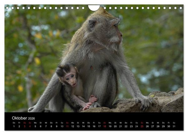 Produktbild: Affentheater (Wandkalender 2026 DIN A4 quer), CALVENDO Monatskalender