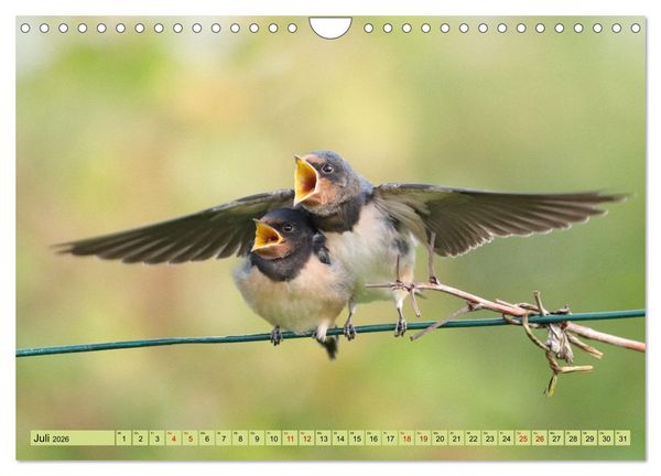 Produktbild: Heimische V&ouml;gel - Im Wald, im Garten und auf der Wiese (Wandkalender 2026 DIN A4 quer), CALVENDO Monatskalender