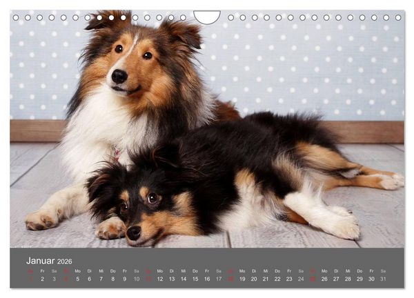 Produktbild: Shelties : Charmeure auf 4 Pfoten (Wandkalender 2026 DIN A4 quer), CALVENDO Monatskalender