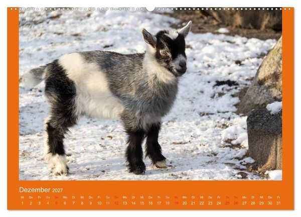 Produktbild: Tierkinder (Wandkalender 2027 DIN A2 quer), CALVENDO Monatskalender