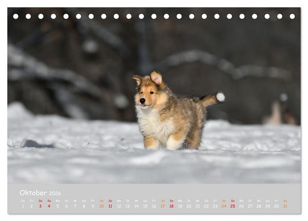 Produktbild: Collie Welpen im Schnee (Tischkalender 2026 DIN A5 quer), CALVENDO Monatskalender