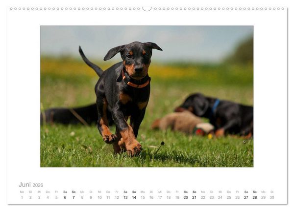 Produktbild: Dobermann Welpen (hochwertiger Premium Wandkalender 2026 DIN A2 quer), Kunstdruck in Hochglanz