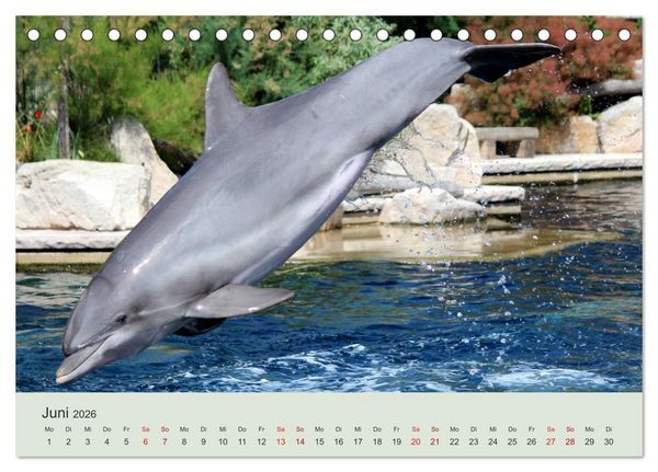 Produktbild: Die Welt der Delphine (Tischkalender 2026 DIN A5 quer), CALVENDO Monatskalender