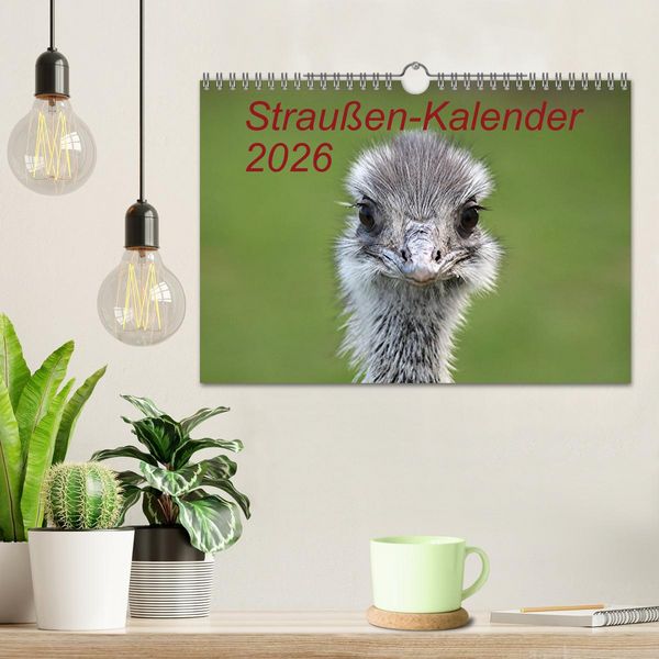 Produktbild: Strau&szlig;en-Kalender 2026 (Wandkalender 2026 DIN A4 quer), CALVENDO Monatskalender