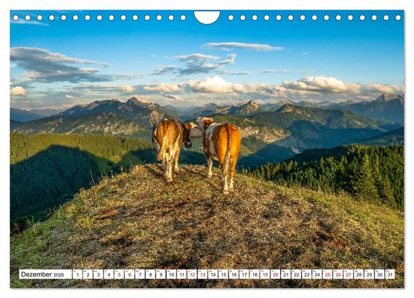 Produktbild: Kuhle Typen (Wandkalender 2026 DIN A4 quer), CALVENDO Monatskalender