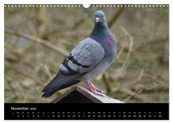 Produktbild: Tauben in der Stadt (Wandkalender 2026 DIN A3 quer), CALVENDO Monatskalender
