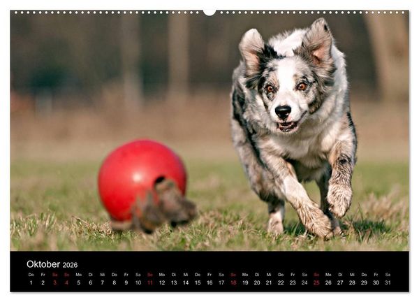 Produktbild: Border Collies (hochwertiger Premium Wandkalender 2026 DIN A2 quer), Kunstdruck in Hochglanz
