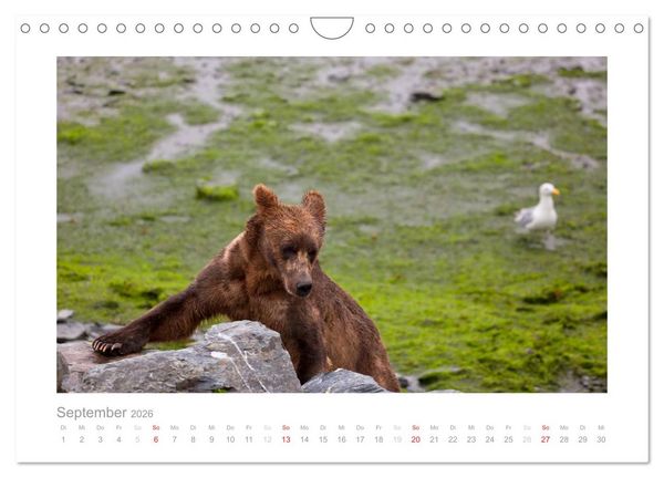 Produktbild: Alaska 2026 (Wandkalender 2026 DIN A4 quer), CALVENDO Monatskalender
