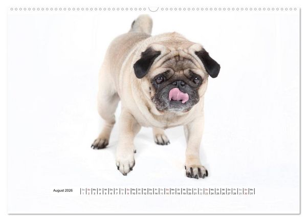 Produktbild: Mops - unwiderstehlich und charmant (hochwertiger Premium Wandkalender 2026 DIN A2 quer), Kunstdruck in Hochglanz