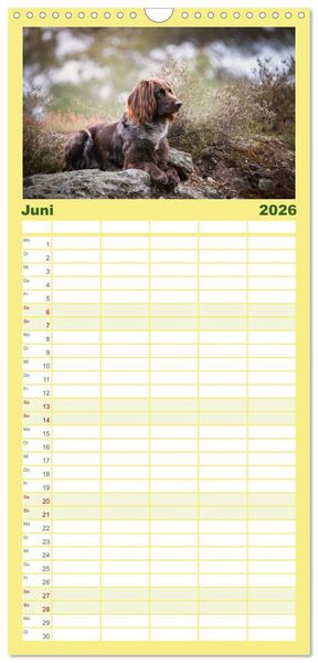 Produktbild: Familienplaner 2026 - Passion Jagdhund - Deutsch Langhaar mit 5 Spalten (Wandkalender, 21 x 45 cm) CALVENDO
