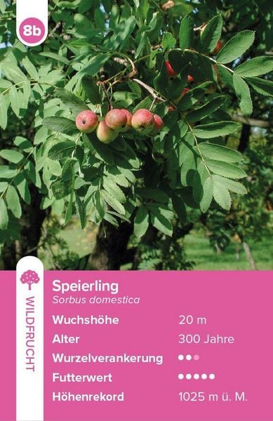 Produktbild: B&auml;ume &ndash; das Quartett-Spiel