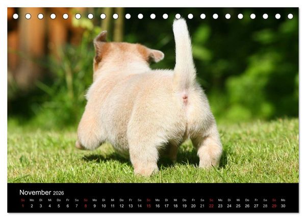 Produktbild: Australian Cattle Dog Welpen (Tischkalender 2026 DIN A5 quer), CALVENDO Monatskalender