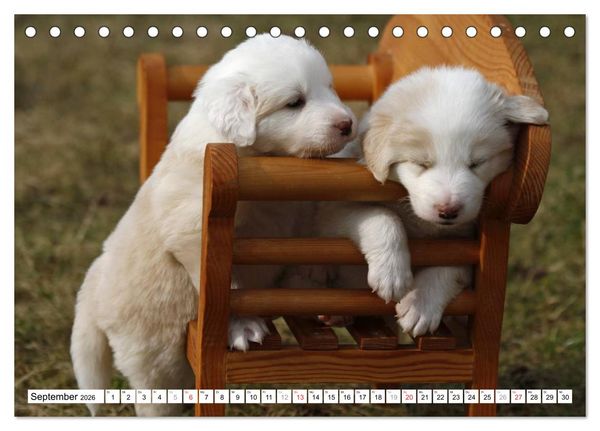 Produktbild: Border Collie Welpen (Tischkalender 2026 DIN A5 quer), CALVENDO Monatskalender