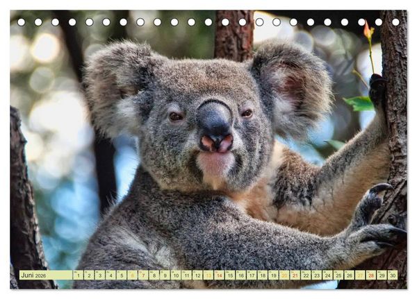 Produktbild: Koala - kleiner Teddy (Tischkalender 2026 DIN A5 quer), CALVENDO Monatskalender