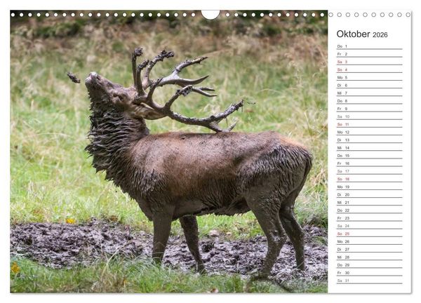 Produktbild: Emotionale Momente: Hirschbrunft. Part II. (Wandkalender 2026 DIN A3 quer), CALVENDO Monatskalender