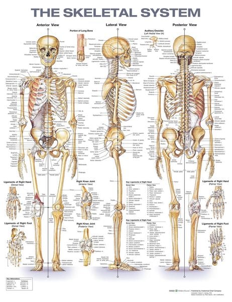 Produktbild: The Skeletal System Anatomical Chart