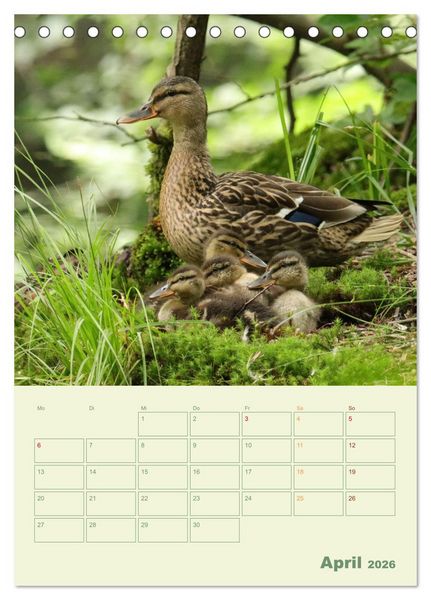 Produktbild: Waldmomente (Tischkalender 2026 DIN A5 hoch), CALVENDO Monatskalender