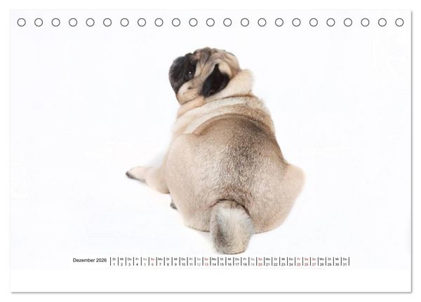 Produktbild: Mops - unwiderstehlich und charmant (Tischkalender 2026 DIN A5 quer), CALVENDO Monatskalender