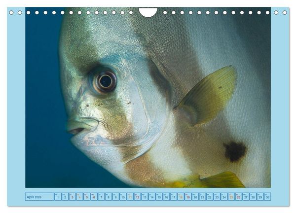 Produktbild: Portrait: Meeresfische (Wandkalender 2026 DIN A4 quer), CALVENDO Monatskalender