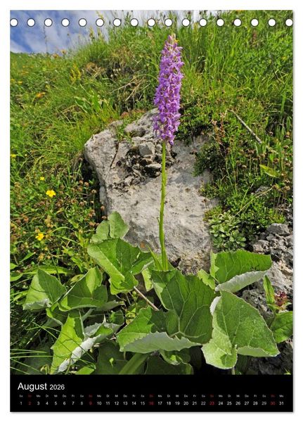Produktbild: Orchideen in S&uuml;deuropa (Tischkalender 2026 DIN A5 hoch), CALVENDO Monatskalender