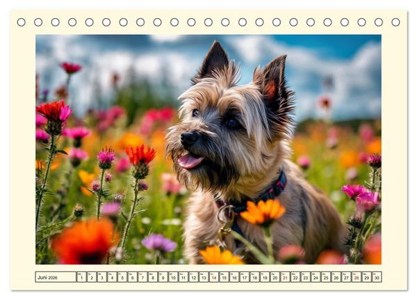 Produktbild: Winzlinge der Hundewelt (Tischkalender 2026 DIN A5 quer), CALVENDO Monatskalender