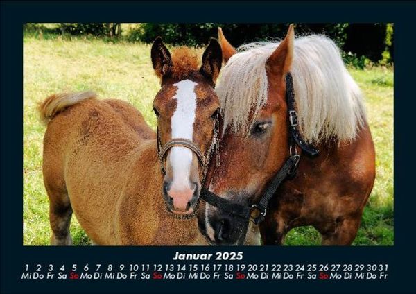 Produktbild: Pferde Kalender 2025 Fotokalender DIN A5