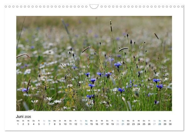 Produktbild: Kornblumen - Blaue Sch&ouml;nheiten (Wandkalender 2026 DIN A3 quer), CALVENDO Monatskalender