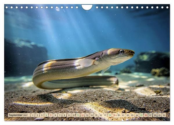 Produktbild: Talsperren - Raubfische (Wandkalender 2027 DIN A4 quer), CALVENDO Monatskalender