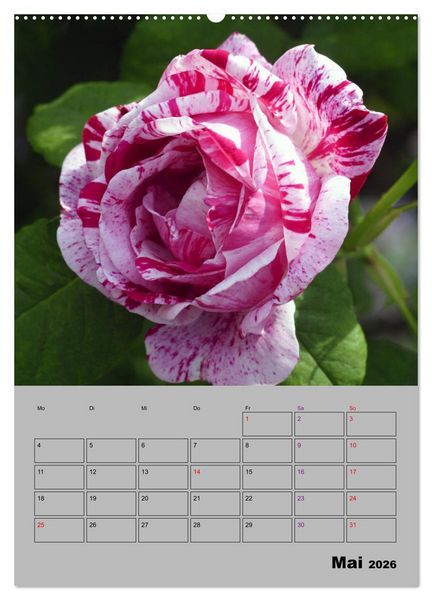 Produktbild: Rosen - Symbol der Liebe und Verehrung (Wandkalender 2026 DIN A2 hoch), CALVENDO Monatskalender