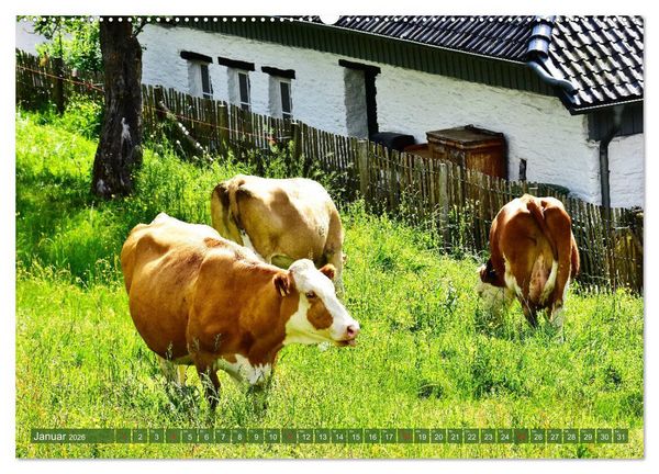 Produktbild: Eifeler Kuhwiesen (hochwertiger Premium Wandkalender 2026 DIN A2 quer), Kunstdruck in Hochglanz