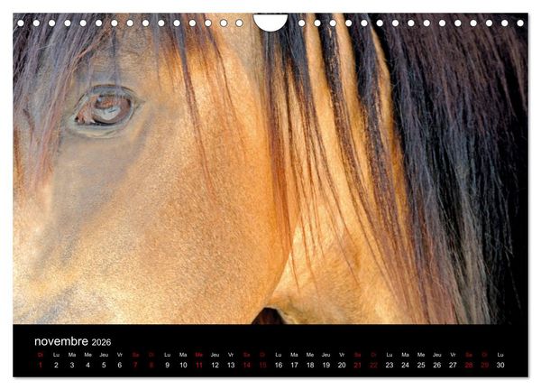 Produktbild: Les chevaux du Maroc (Calendrier mural 2026 DIN A4 vertical), CALVENDO calendrier mensuel