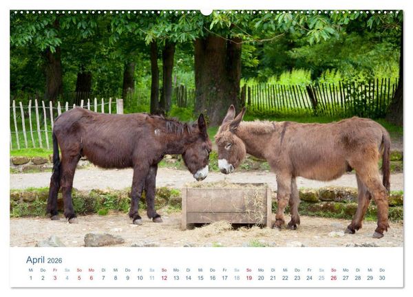 Produktbild: Tierisches Leben auf dem Bauernhof 2026 (Wandkalender 2026 DIN A2 quer), CALVENDO Monatskalender
