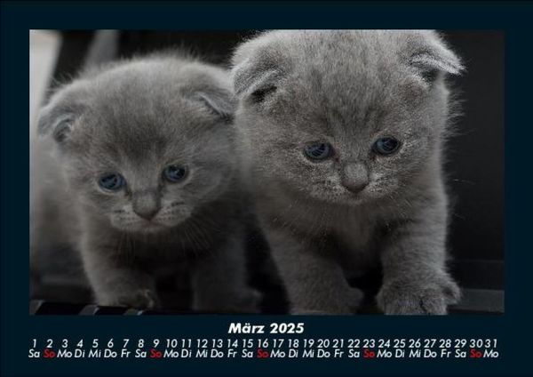 Produktbild: F&uuml;r Katzenfreunde 2025 Fotokalender DIN A5