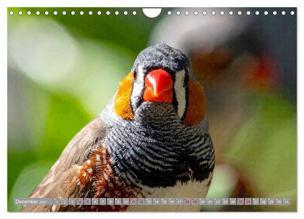 Produktbild: Zebrafinken Abenteuer (Wandkalender 2027 DIN A4 quer), CALVENDO Monatskalender