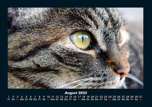 Produktbild: F&uuml;r Katzenfreunde 2025 Fotokalender DIN A4