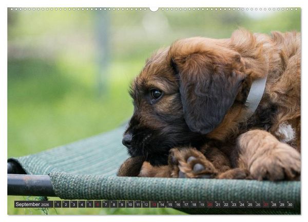 Produktbild: Briard-Welpen - Knuddelb&auml;ren zum Verlieben (hochwertiger Premium Wandkalender 2026 DIN A2 quer), Kunstdruck in Hochglanz