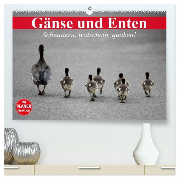 Produktbild: G&auml;nse und Enten. Schnattern, watscheln, quaken! (hochwertiger Premium Wandkalender 2026 DIN A2 quer), Kunstdruck in Hochglanz