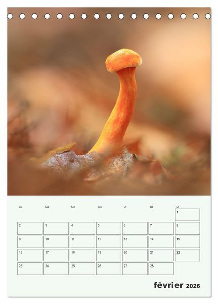 Produktbild: Champignons magiques - Beaut&eacute;s &eacute;ph&eacute;m&egrave;res (Calendrier de bureau 2026 DIN A5 horizontal), CALVENDO calendrier mensuel