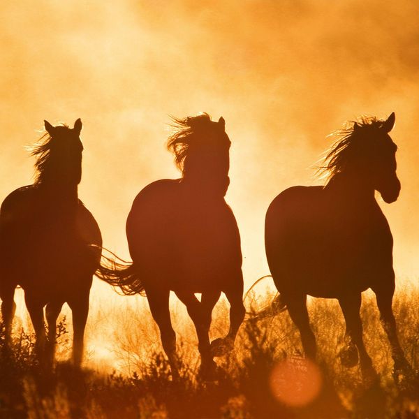 Produktbild: Magic Horses 2027