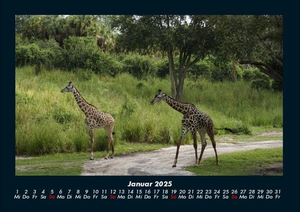 Produktbild: Giraffen 2025 Fotokalender DIN A4