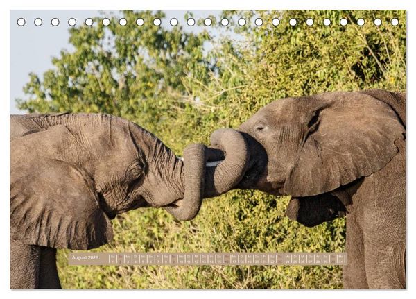 Produktbild: Afrikas Tierwelt - Wilde Elefanten (Tischkalender 2026 DIN A5 quer), CALVENDO Monatskalender