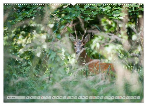 Produktbild: Emotionale Momente: Wild und Jagd. (hochwertiger Premium Wandkalender 2026 DIN A2 quer), Kunstdruck in Hochglanz