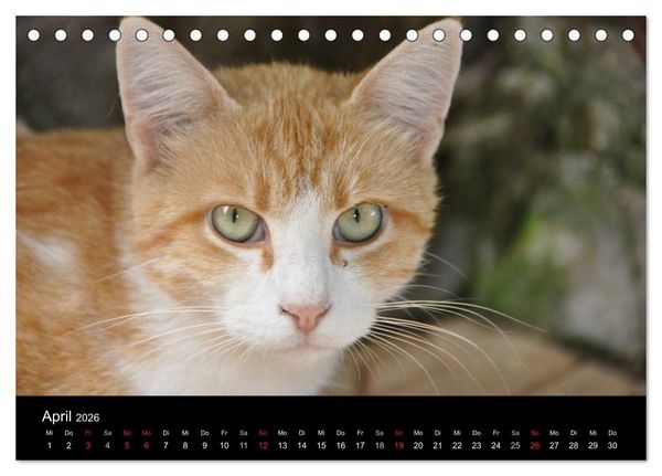 Produktbild: Haustiger - Ein Katzenkalender (Tischkalender 2026 DIN A5 quer), CALVENDO Monatskalender