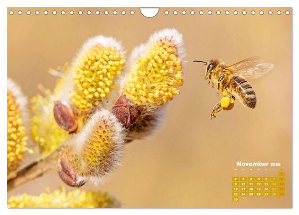 Produktbild: Ein Leben f&uuml;r den Honig - Bienen und Imker (Wandkalender 2026 DIN A4 quer), CALVENDO Monatskalender